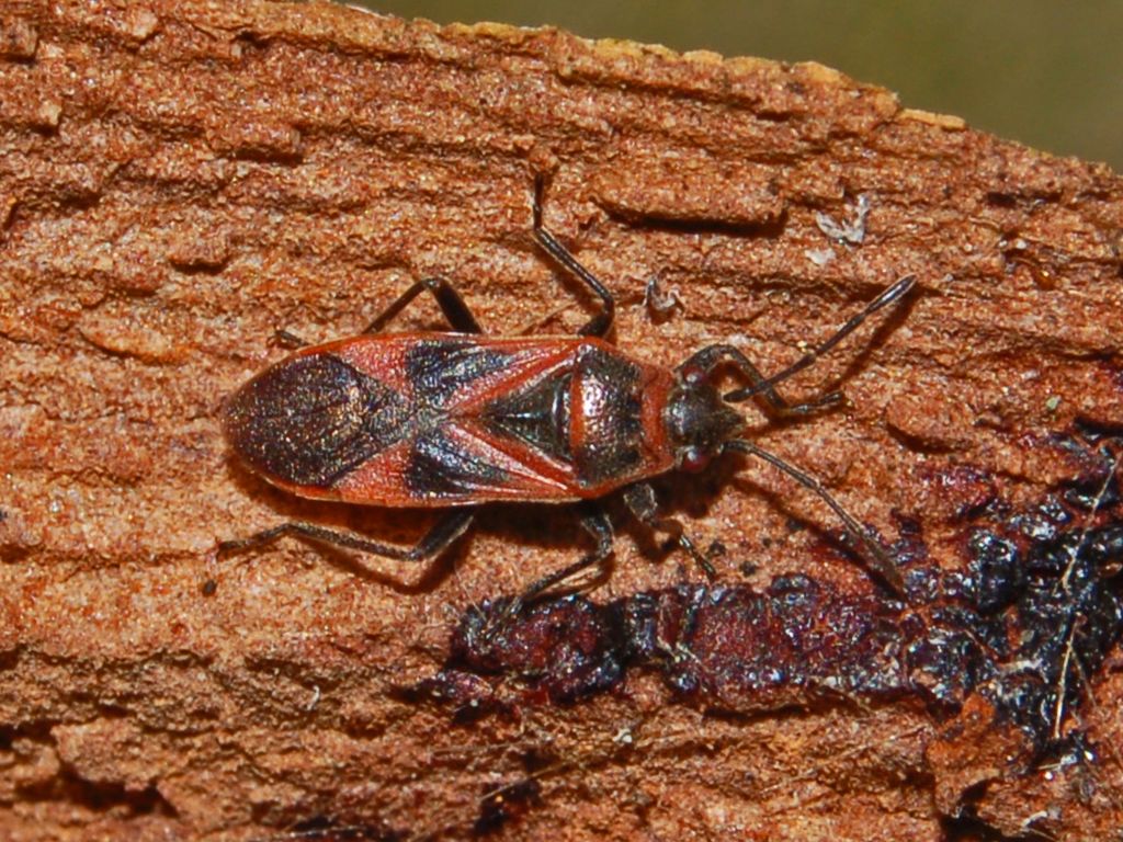 Arocatus roeselii